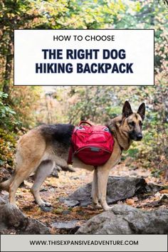 a dog wearing a red backpack in the woods with text overlay that reads how to choose the right dog hiking backpack