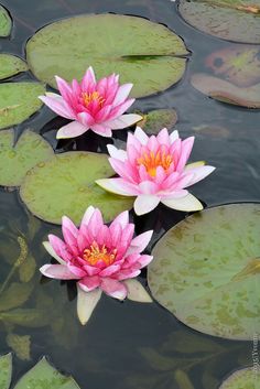 two pink water lilies floating on top of lily pads