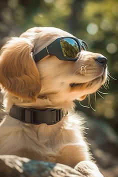 a small dog wearing sunglasses on top of it's head with trees in the background