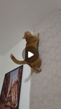 a cat is climbing up the side of a wall with its paw in the air