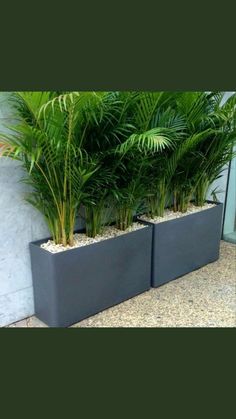 two planters with plants in them on the ground