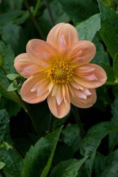 an orange and yellow flower surrounded by green leaves