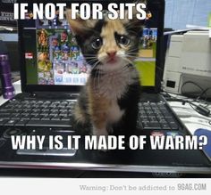 a kitten sitting on top of a laptop computer next to a monitor with the caption if not for sitts why is it made of warm?
