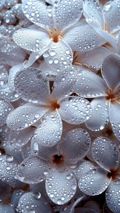 white flowers with water droplets on them