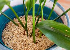 a close up of a potted plant with grass growing out of the ground in it