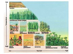 a diagram showing the different types of trees