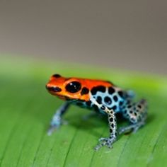 a red and black frog sitting on top of a green leaf