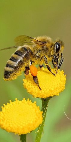 a close up of a bee on a flower