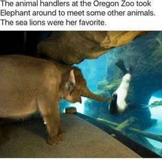 an elephant touching another elephant's face in front of a glass wall with the caption, finally some good news the animal handlers at the oregon zoo zoo took elephant around to meet other animals