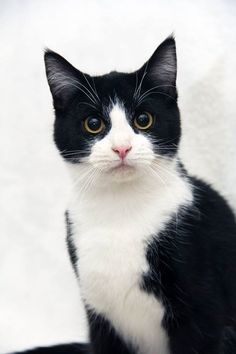 a black and white cat sitting on top of a table looking at the camera with yellow eyes