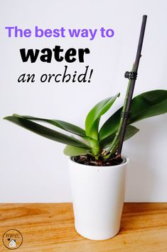 the best way to water an orchid in a white pot is with text overlay that reads, the best way to water an orchid