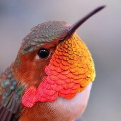 Beautiful colors - Allen’s Hummingbird | Pretty birds, Hummingbirds photography, Beautiful birds