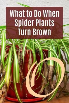 what to do when spider plants turn brown