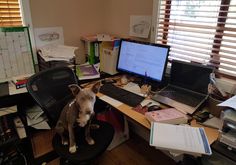 a dog sitting on top of a chair in front of a desk with two computers