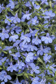 blue flowers with green leaves in the background