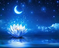 a water lily floating on top of a body of water under a moon filled sky