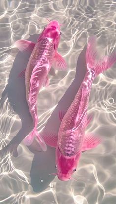 two pink fish are swimming in the water