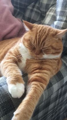 an orange and white cat sleeping on top of a couch