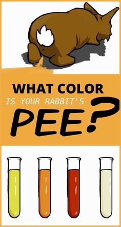 an image of what color is your rabbit's pee? info graphic design illustration