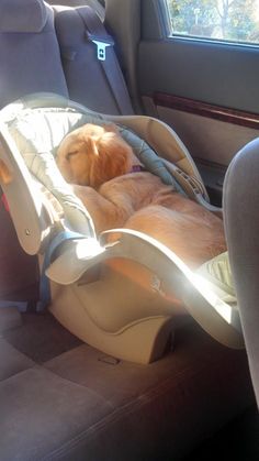 the dog is sleeping in the car seat