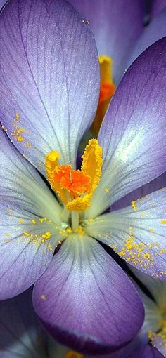 purple flowers with yellow stamens in the center