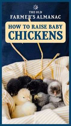 the old farmer's almanacc how to raise baby chickens cover image with text overlay