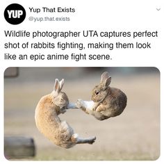 two rabbits playing with each other in an open field, one is jumping up and the other is sitting down