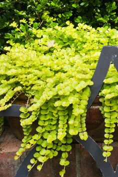 green plants are growing on the side of a brick wall in front of some bushes