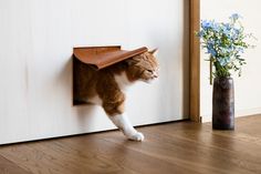 an orange and white cat with a leather hat on its head peeking through a door