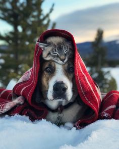 a dog with a cat sleeping on top of it's head in the snow