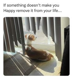 a dog is sitting on the floor looking outside