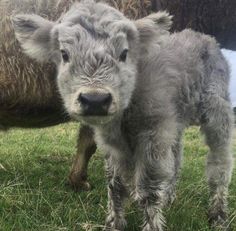 a baby cow standing in the grass next to an adult cow