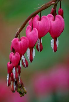 Exotic Flowers, Ranunculus, Tropical Plants Photography, Seni Origami, Rare Flowers, Flower Heart, Beautiful Blooms, Amazing Flowers