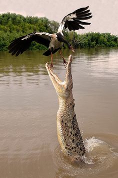 a bird perched on top of an alligator in the water