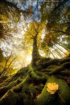 a tree with moss growing on it's roots in the forest, looking up into the sky