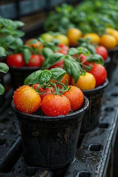 several pots filled with lots of different types of tomatoes