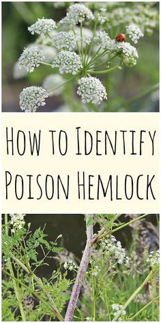 a close up of a plant with the words how to identify poison hemlock