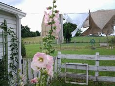 some pink flowers are in front of a white fence with clothes hanging on the line