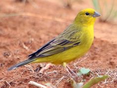 a yellow bird is standing on the ground