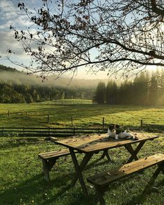 two cats are sitting at a picnic table in the middle of a grassy field with trees