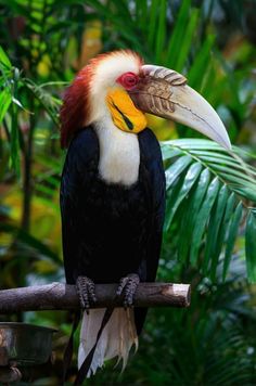 a colorful bird sitting on top of a tree branch