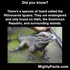 an iguana with caption that reads did you know? there's a species of lizard called the rhinoceros iguana