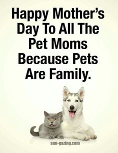 a dog and cat sitting together with the caption happy mother's day to all the pet moms because pets are family