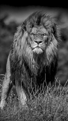 a black and white photo of a lion walking in the grass with it's eyes closed