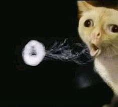 Cat Weird, Memes Cat, Koci Humor, Istoria Artei, Fotografi Alam Semula Jadi, Puff And Pass, Cat Aesthetic, Alam Semula Jadi