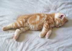 an orange tabby cat sleeping on top of a white bed sheet with its eyes closed