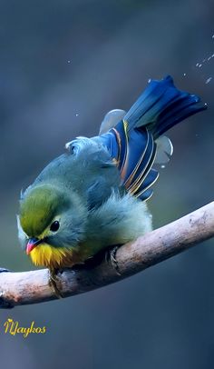 a small blue bird sitting on top of a tree branch with its beak in it's mouth