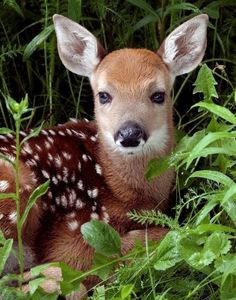 a baby deer is sitting in the tall grass