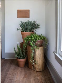 three potted plants sitting on top of wooden stumps in front of a window