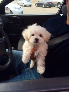 a small white dog sitting on the lap of a man in a car with his owner